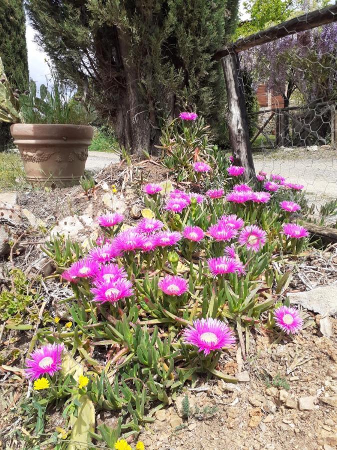 Borgo De' Muracci Ribolla المظهر الخارجي الصورة